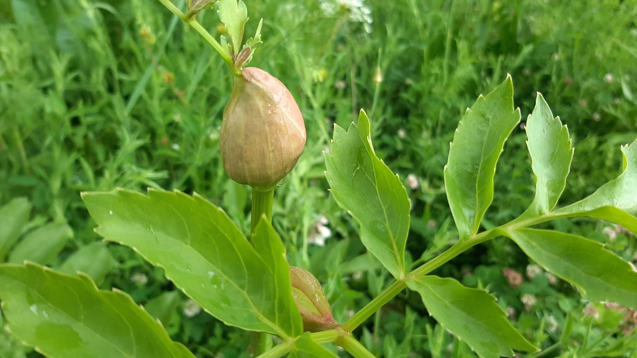 Angelica purpurascens