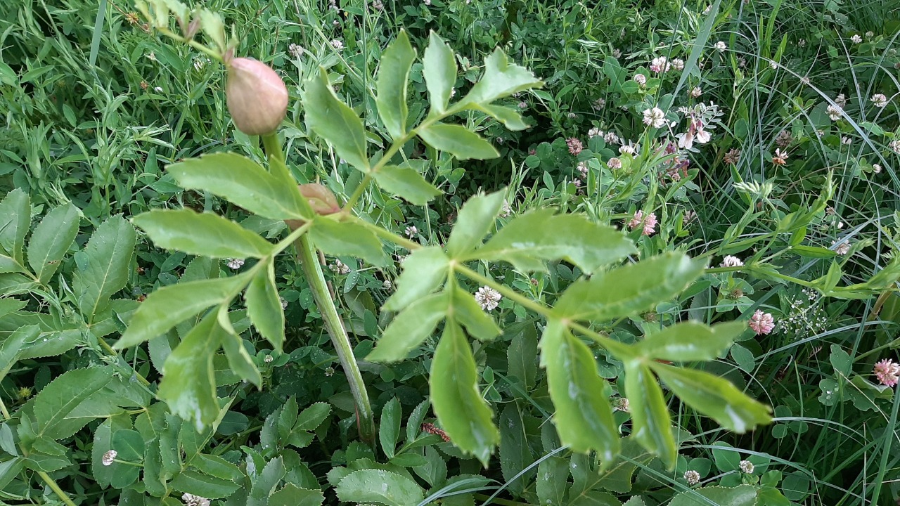 Angelica purpurascens