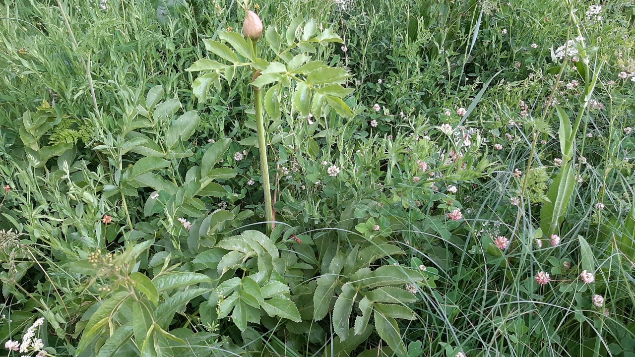 Angelica purpurascens