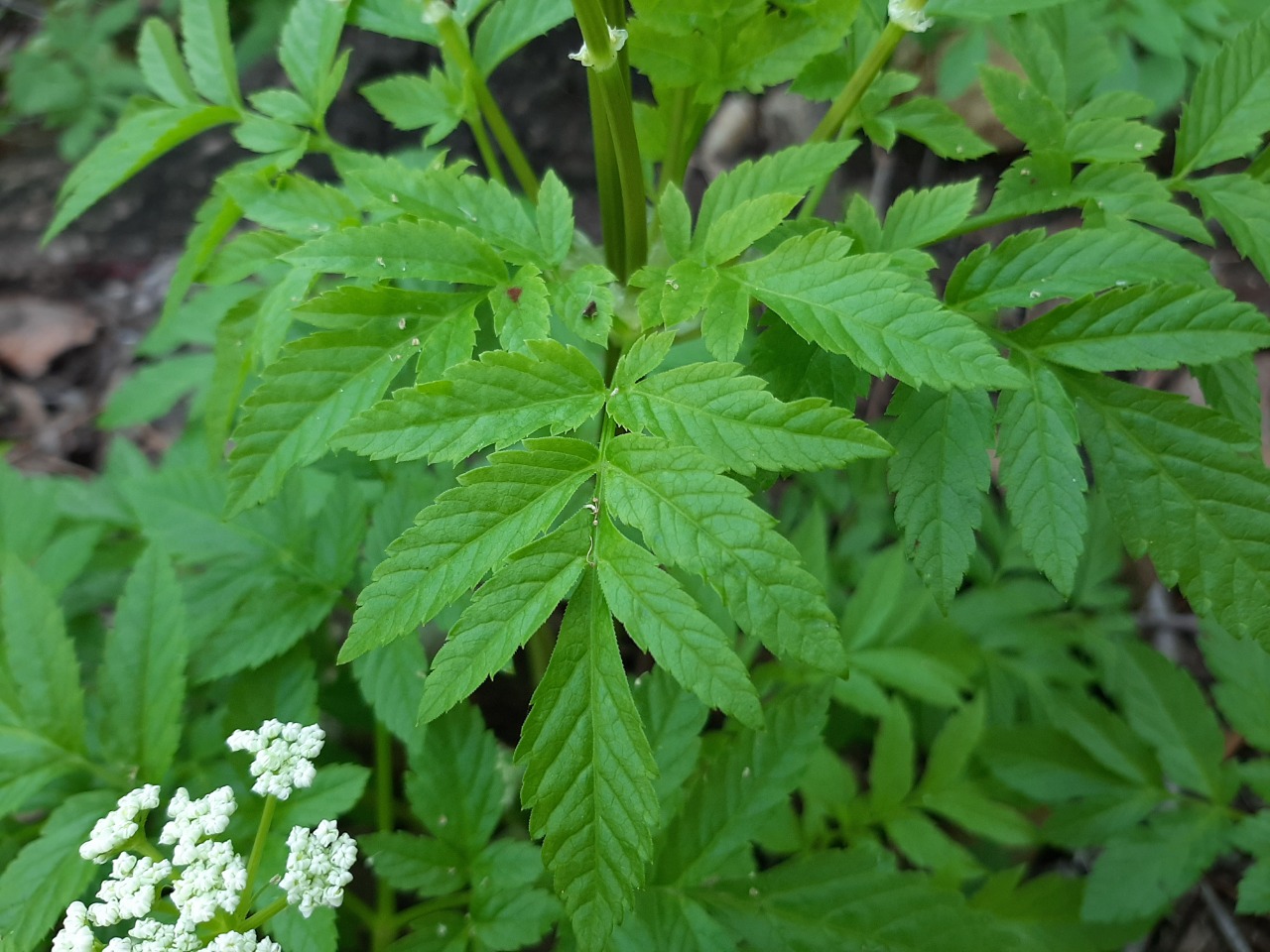 Anthriscus nemorosa