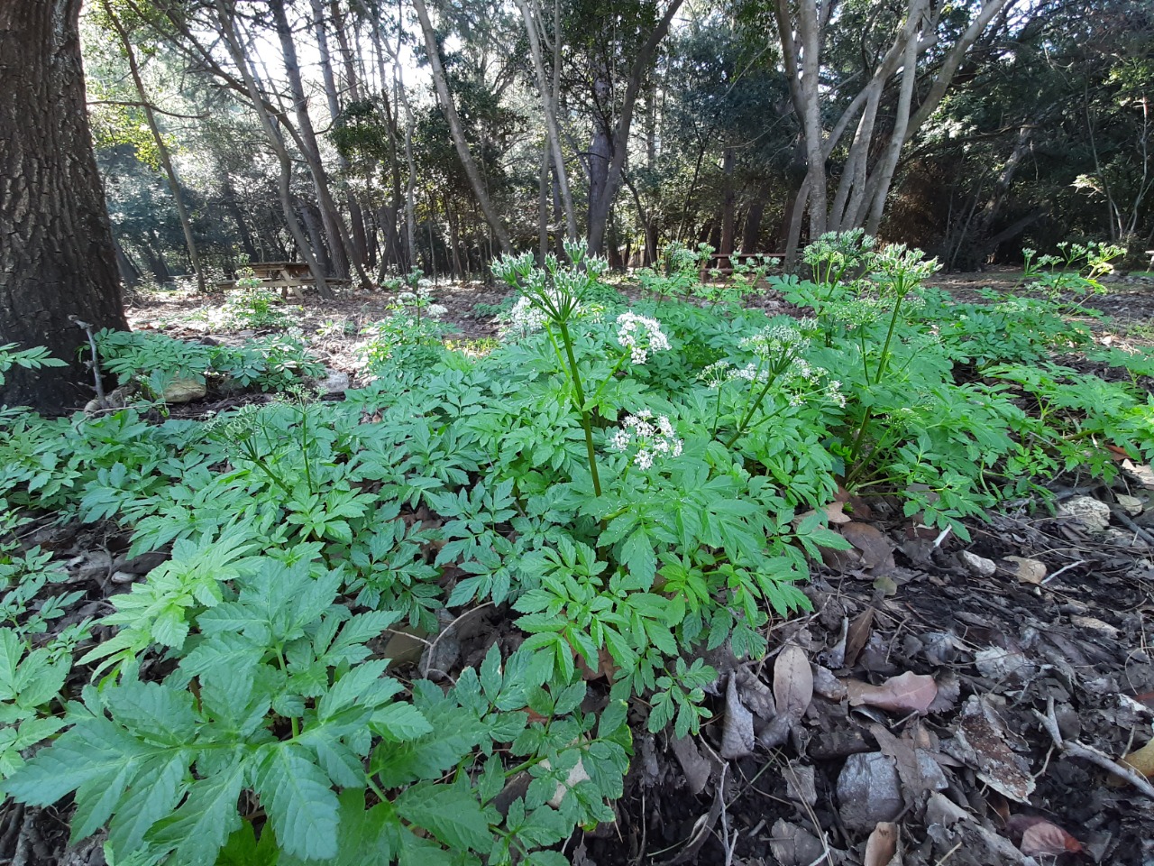 Anthriscus nemorosa