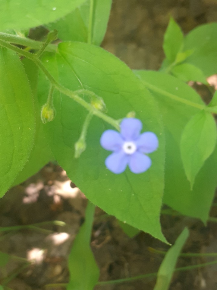 Brunnera orientalis