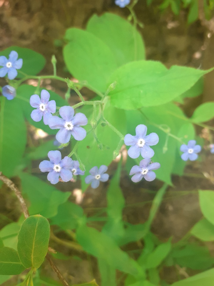 Brunnera orientalis