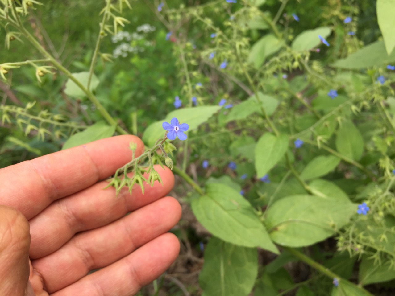 Brunnera orientalis