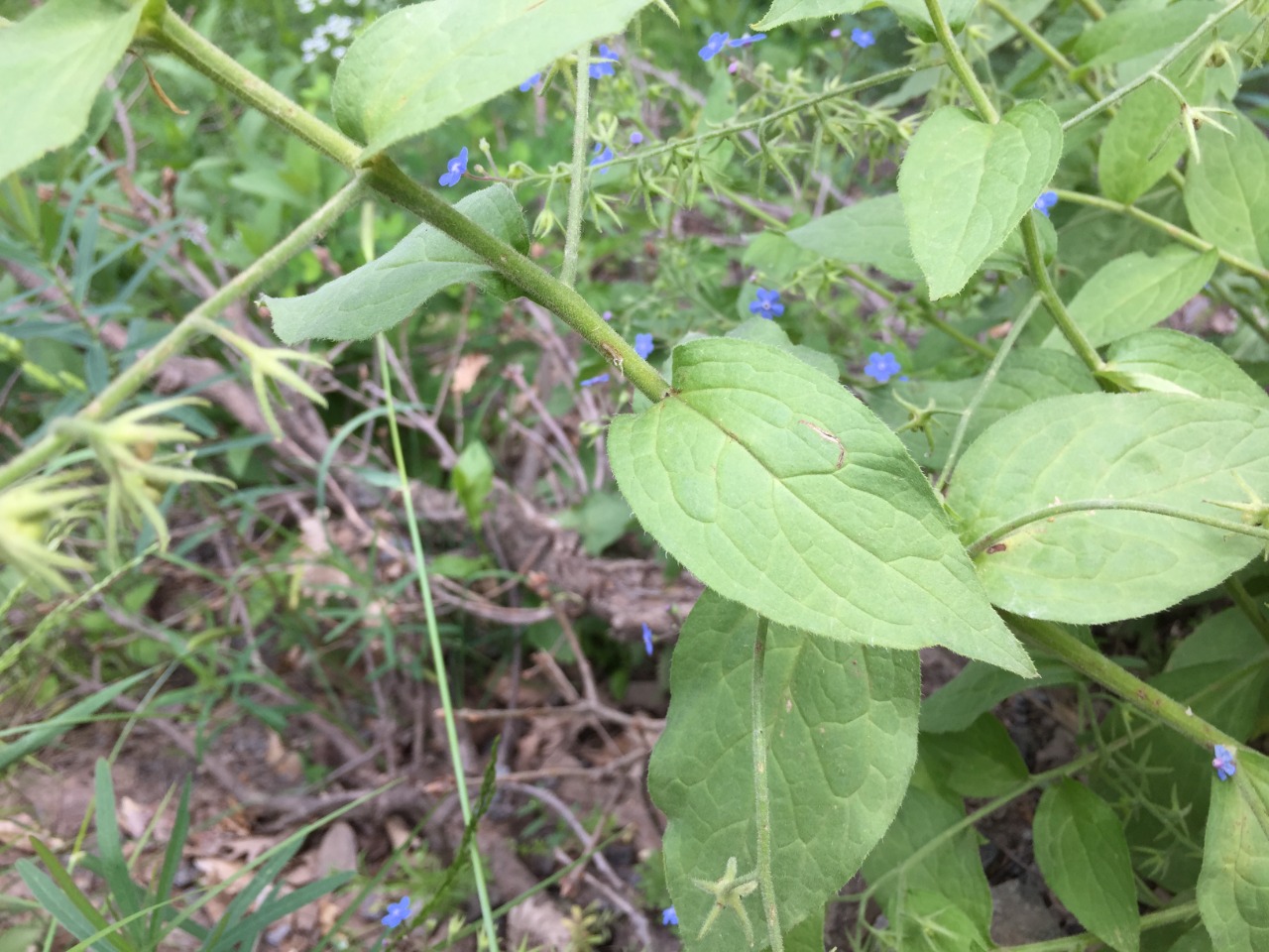 Brunnera orientalis