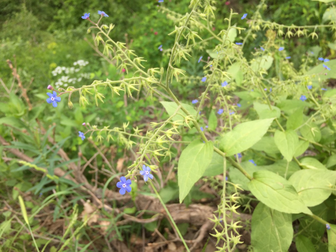 Brunnera orientalis