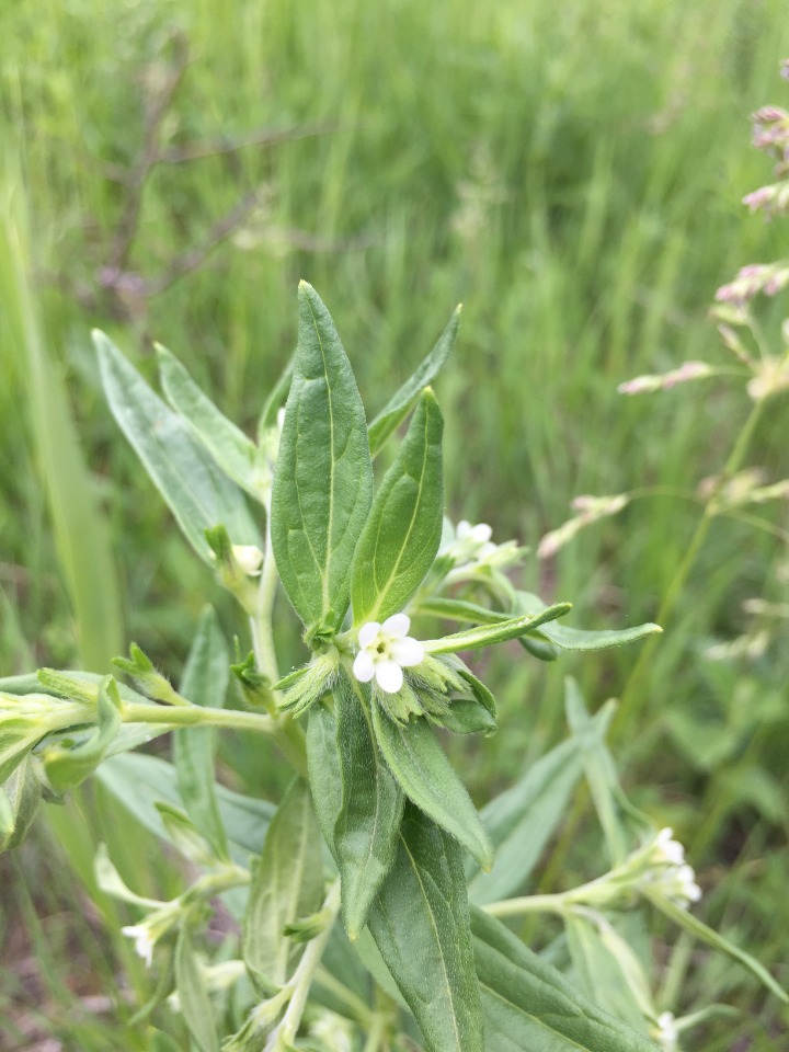 Buglossoides arvensis