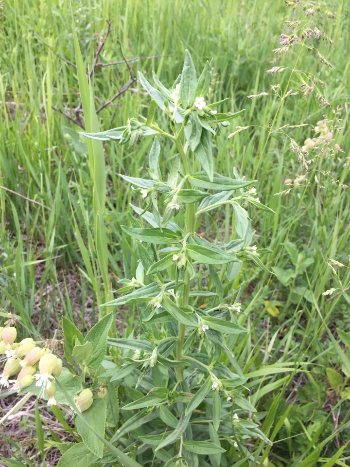 Buglossoides arvensis