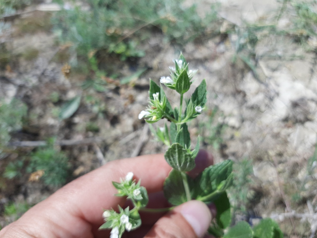 Buglossoides arvensis