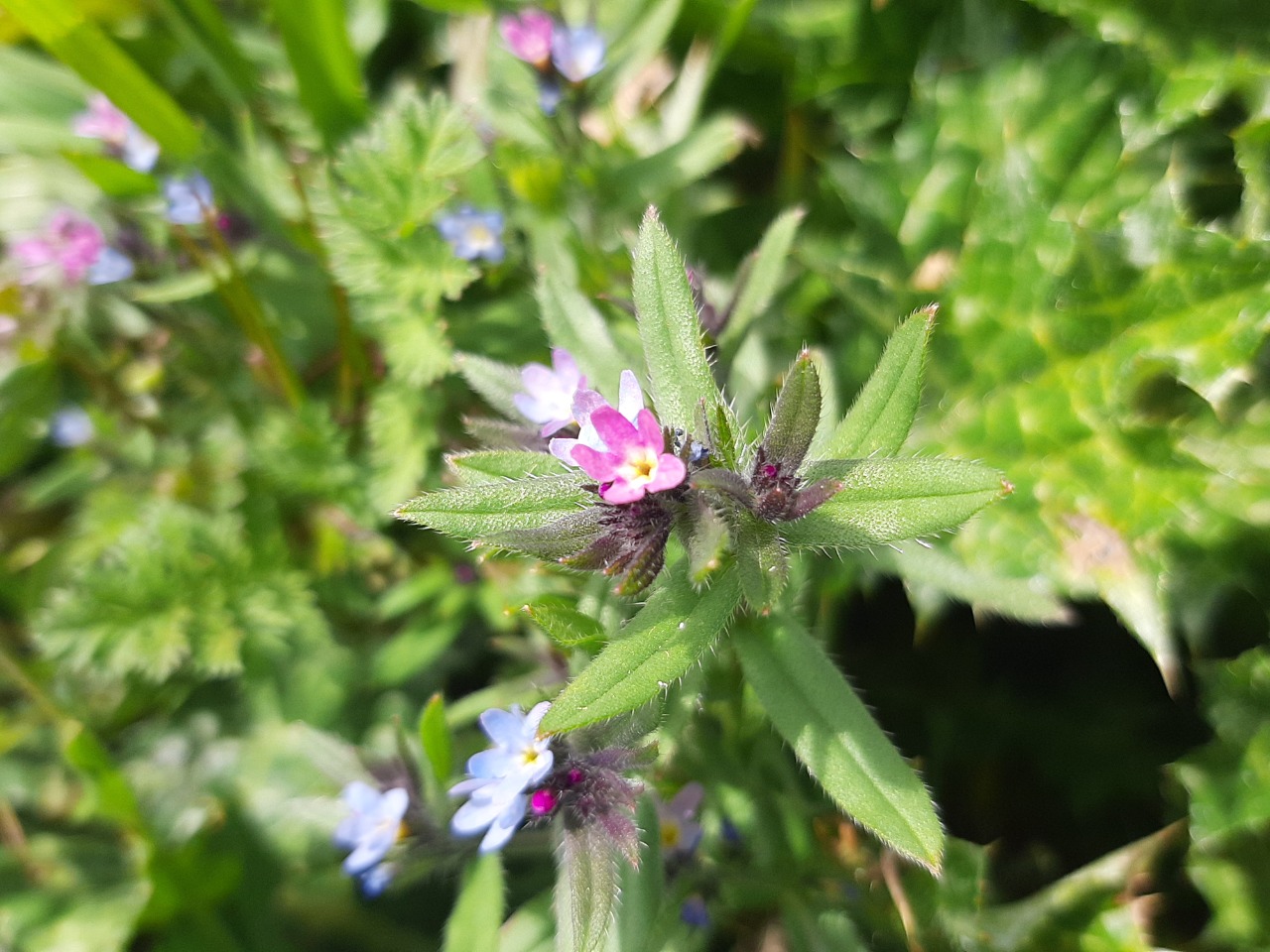 Buglossoides arvensis