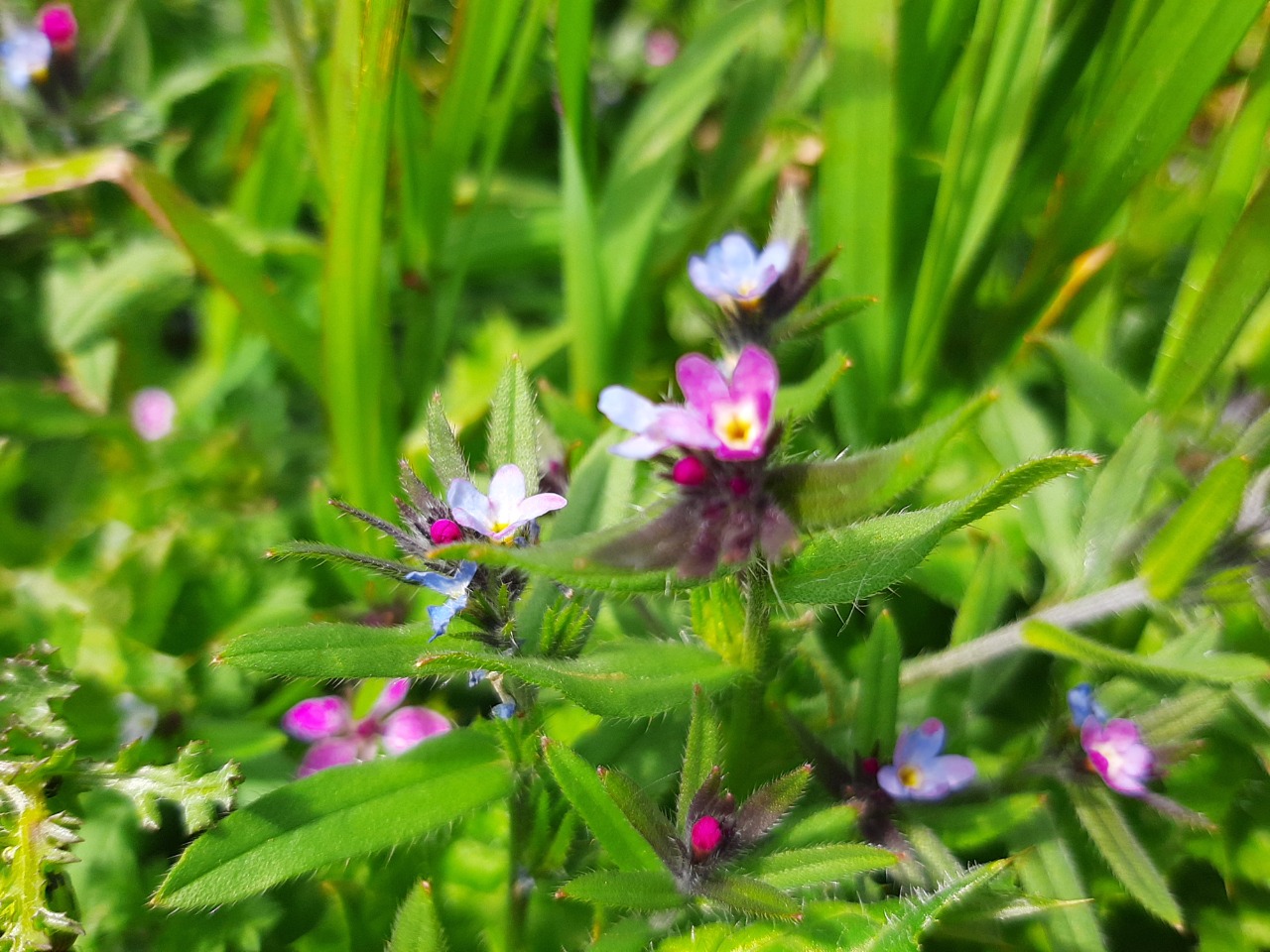 Buglossoides arvensis