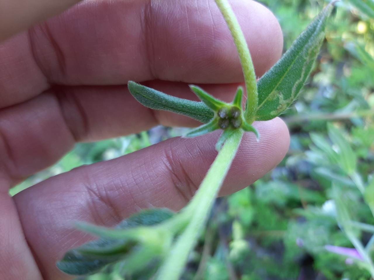 Buglossoides arvensis