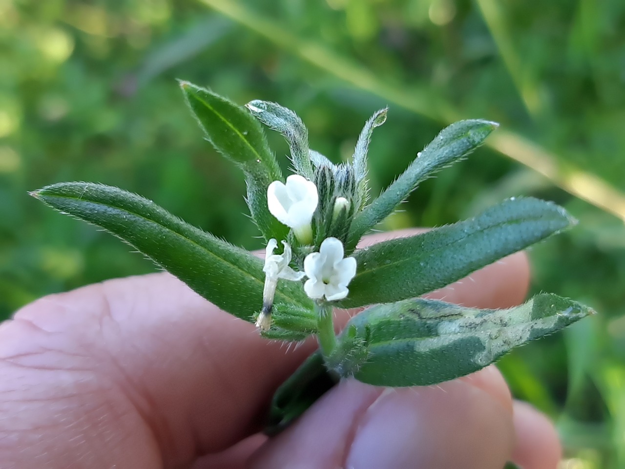 Buglossoides arvensis