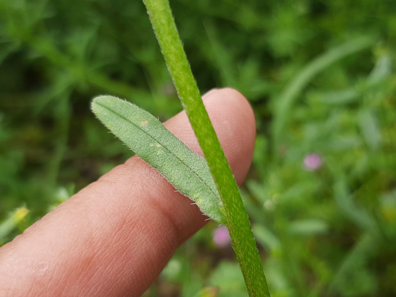 Buglossoides arvensis