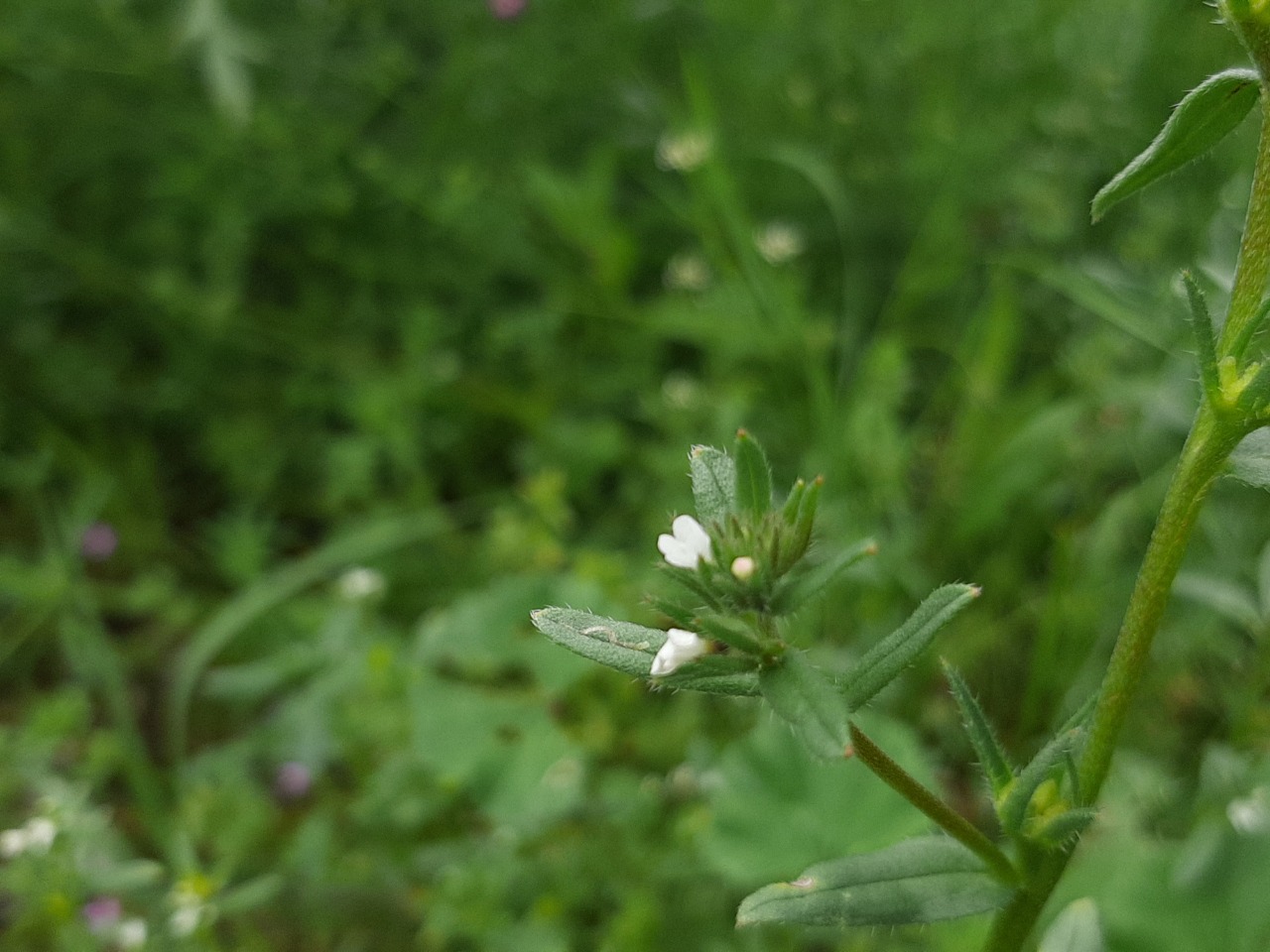 Buglossoides arvensis