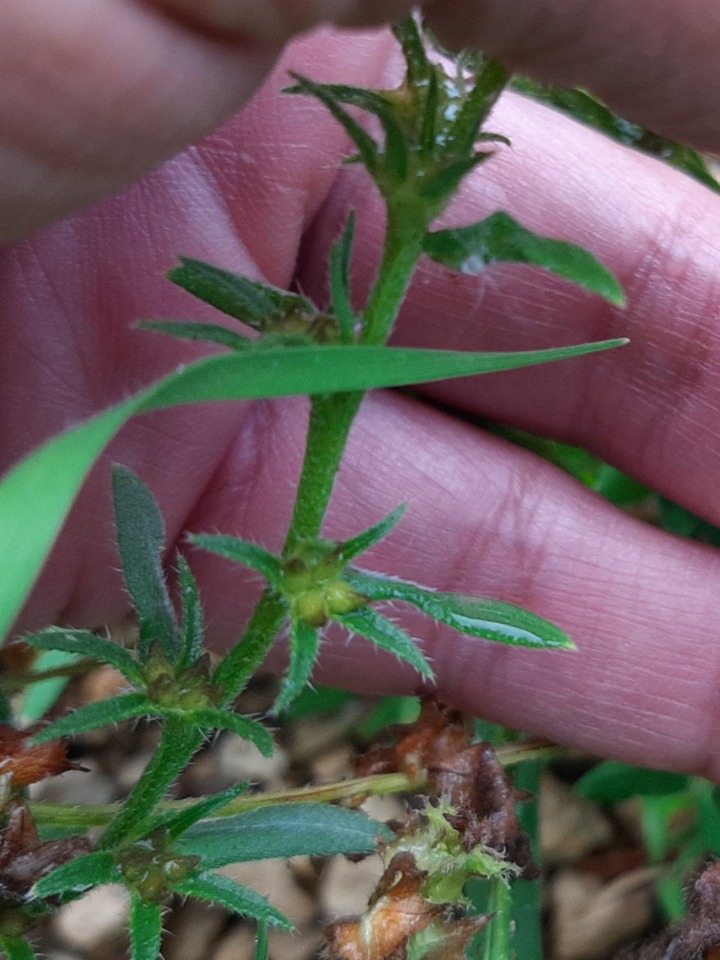 Buglossoides arvensis