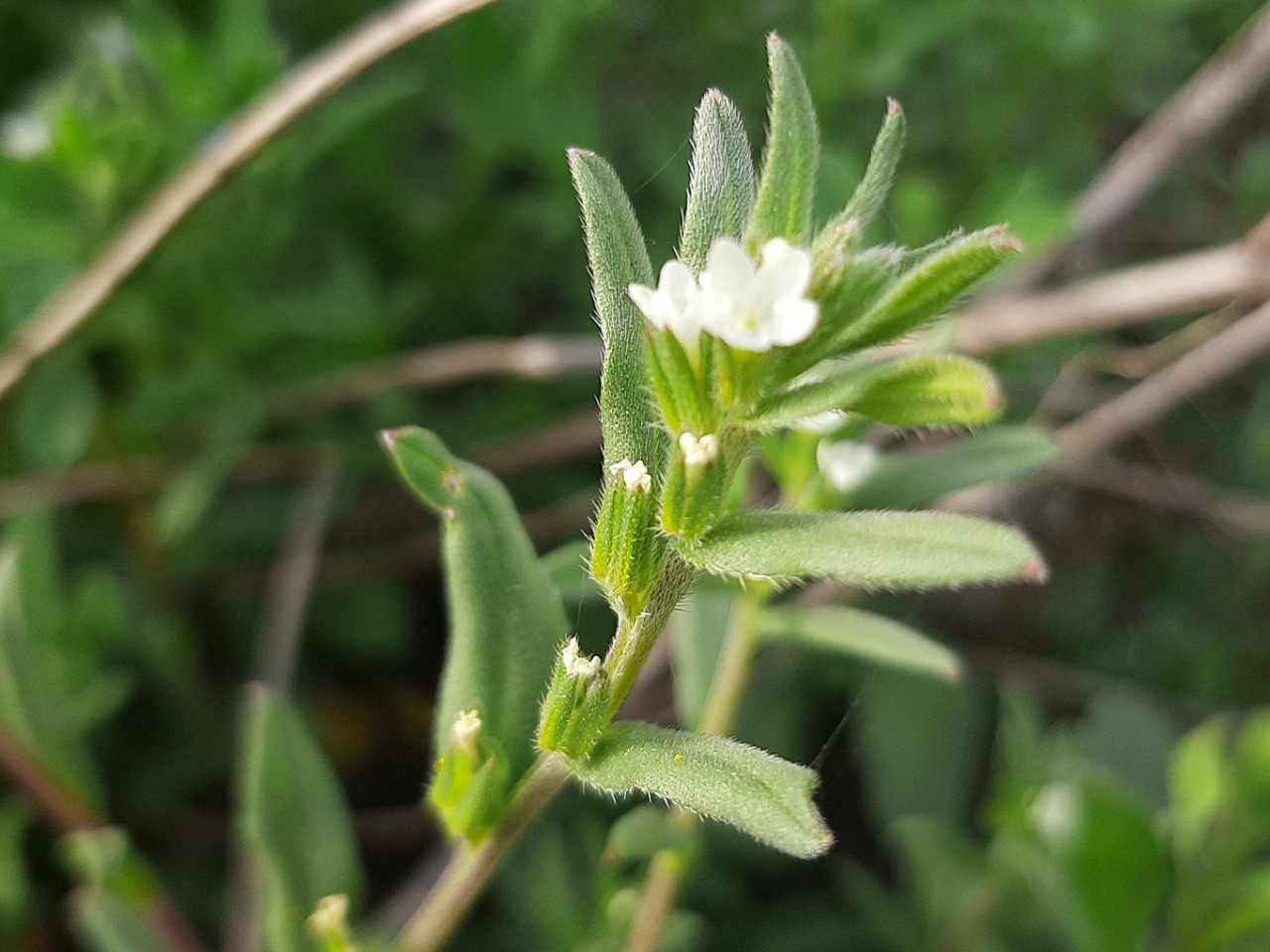 Buglossoides arvensis