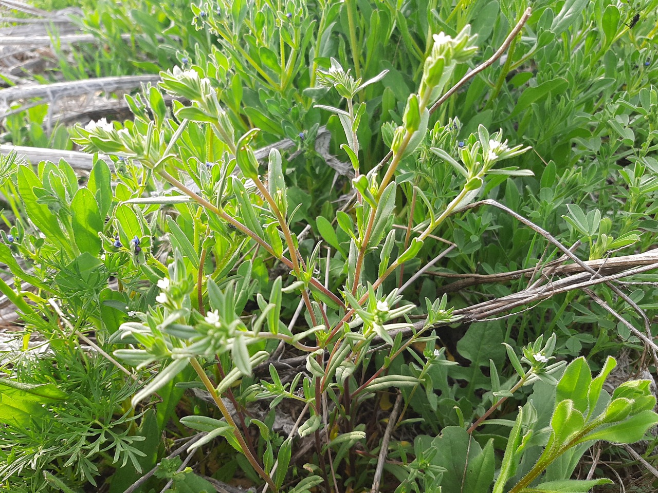 Buglossoides arvensis
