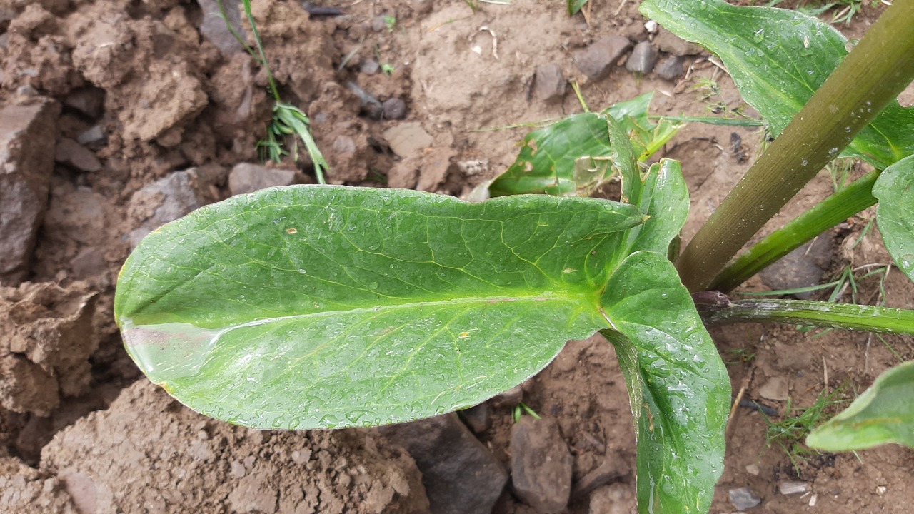 Arum rupicola