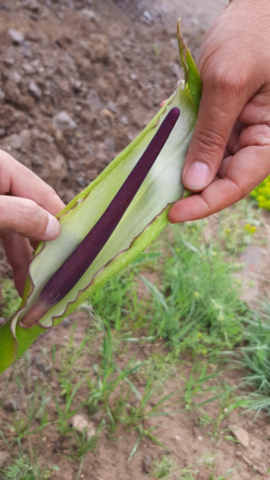 Arum rupicola