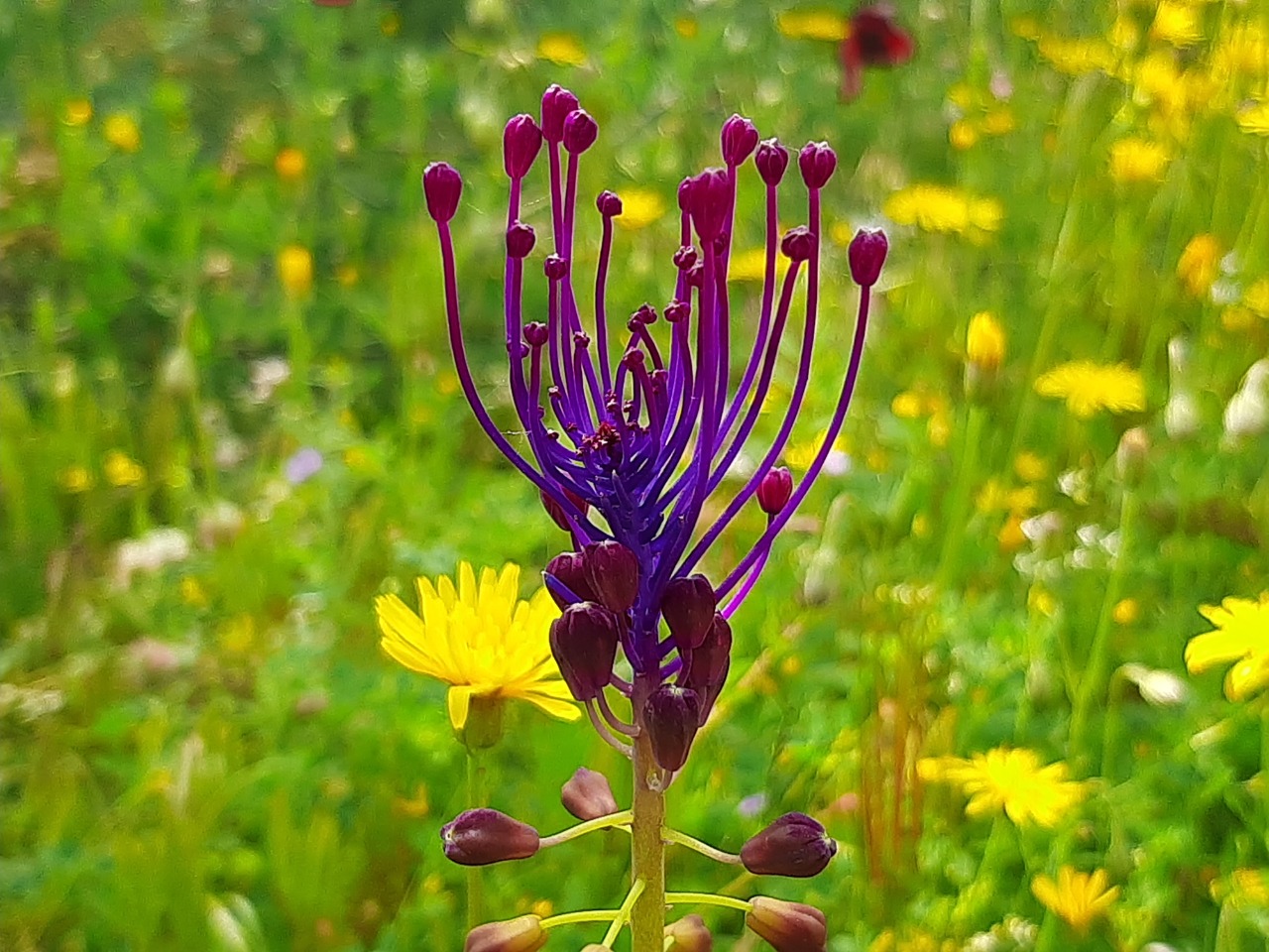 Muscari comosum