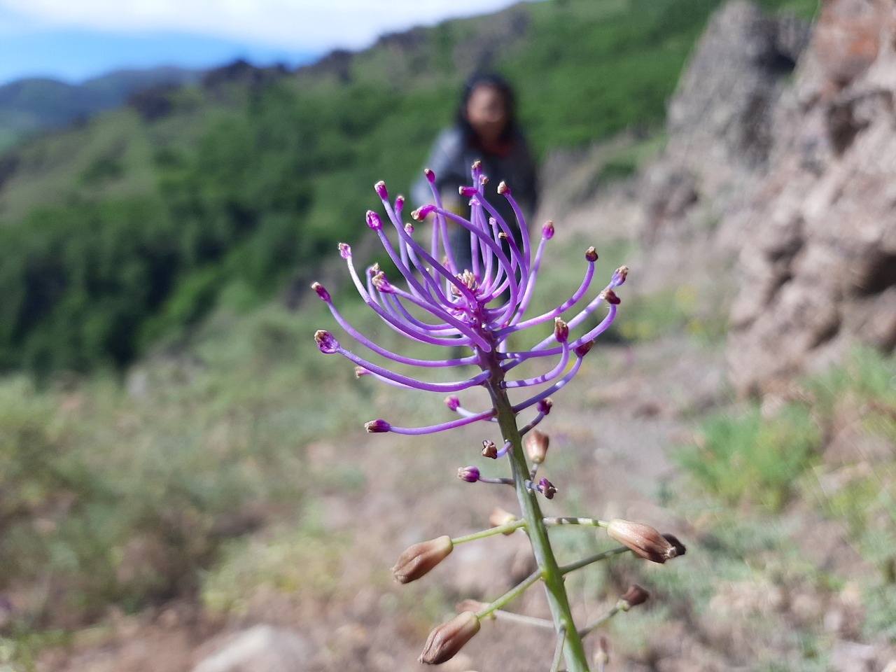 Muscari comosum