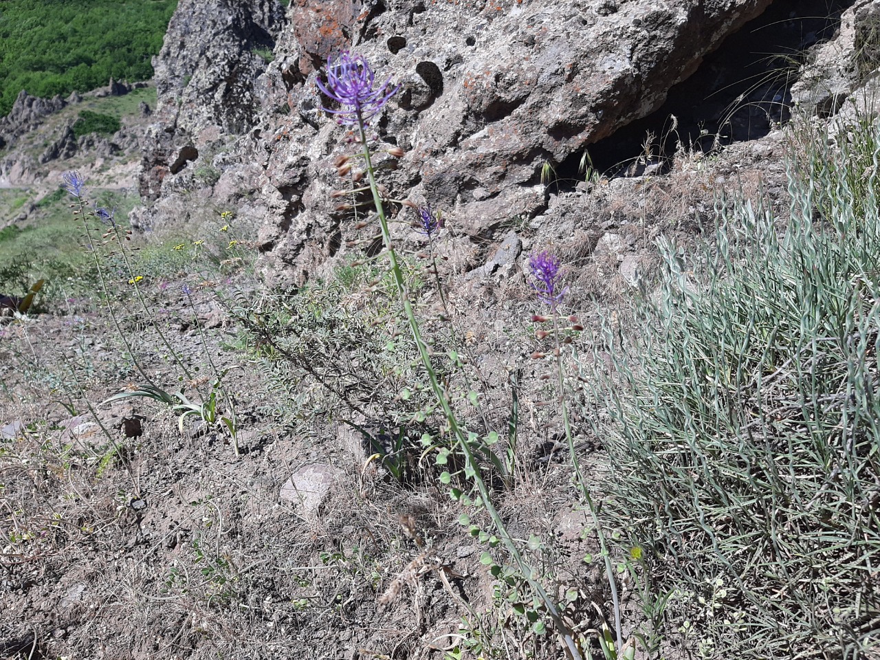 Muscari comosum