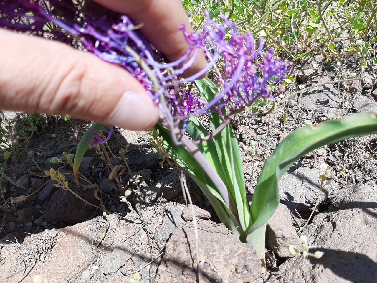 Muscari comosum