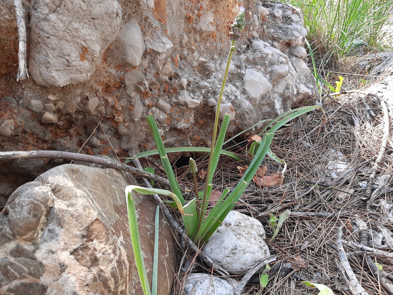 Muscari comosum