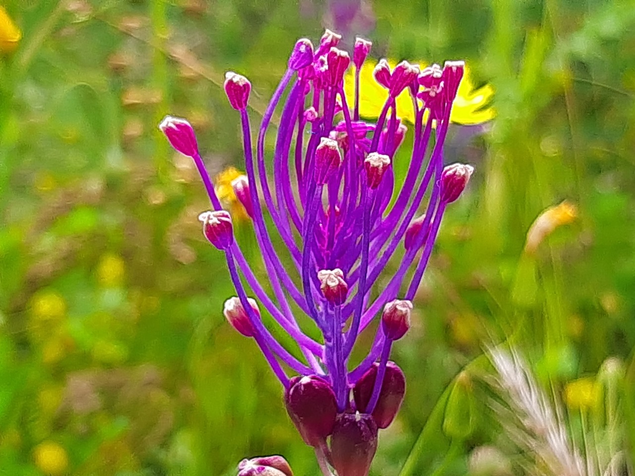 Muscari comosum