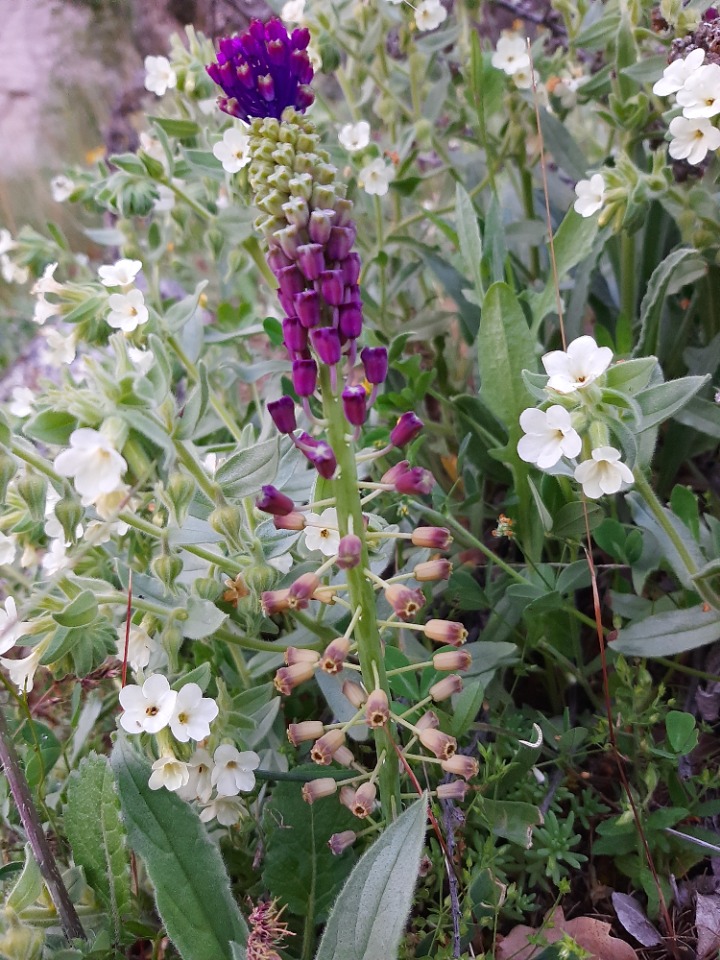 Muscari comosum