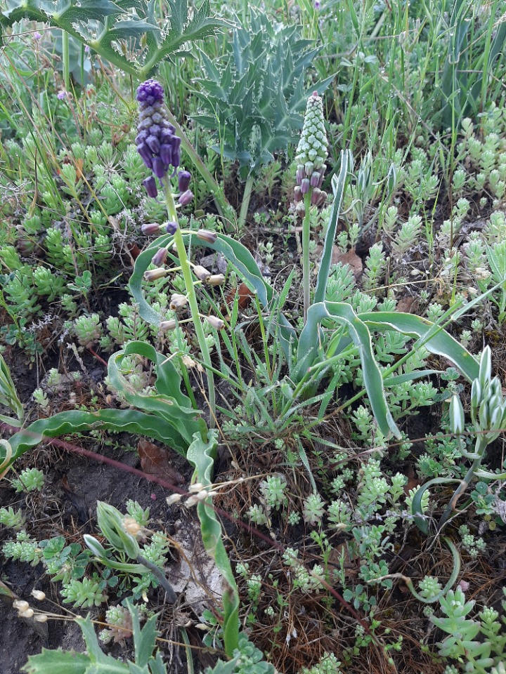 Muscari comosum