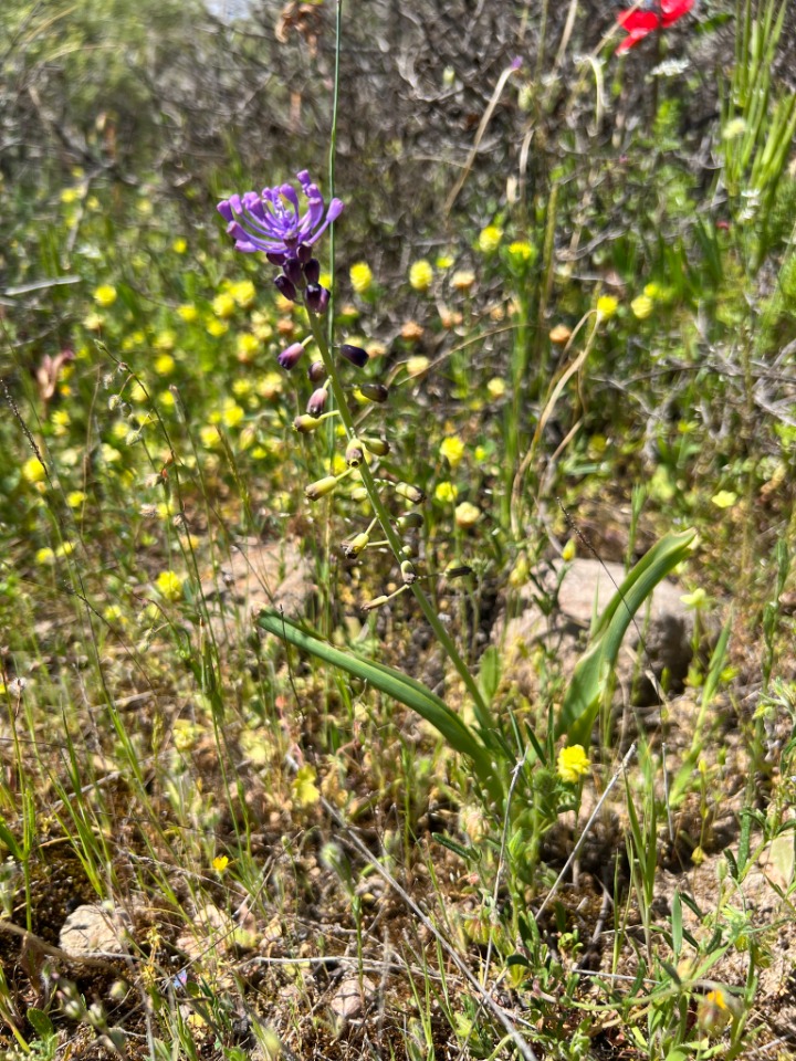 Muscari comosum