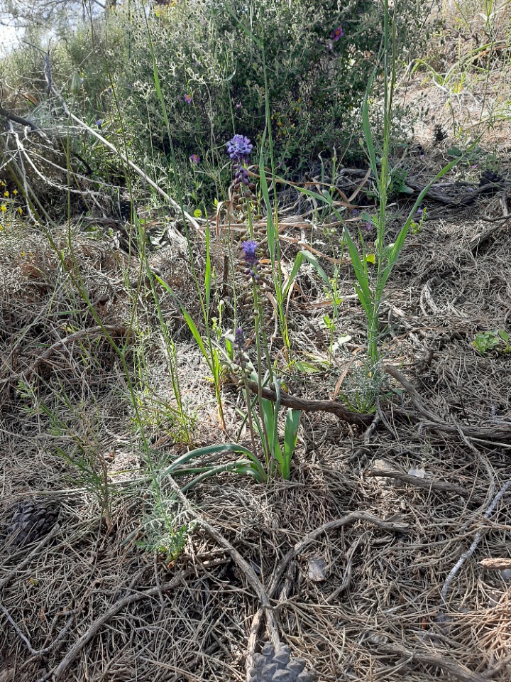 Muscari comosum
