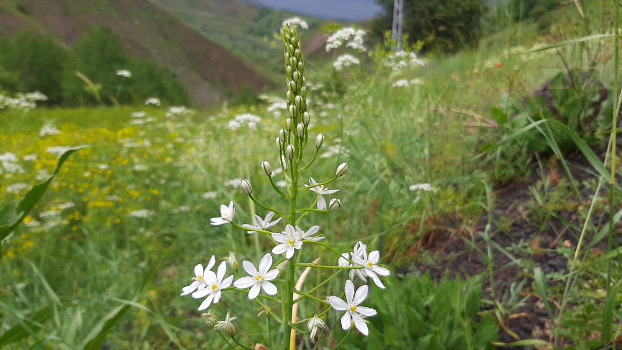 Ornithogalum arcuatum