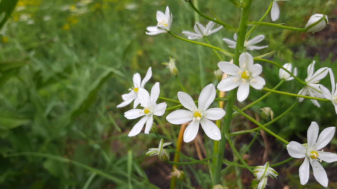 Ornithogalum arcuatum