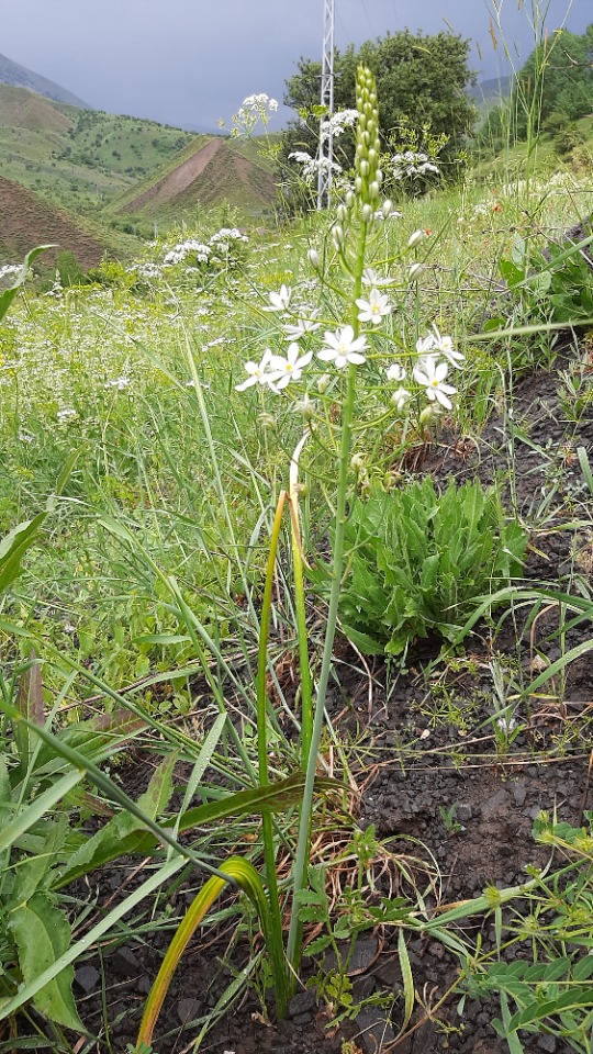 Ornithogalum arcuatum