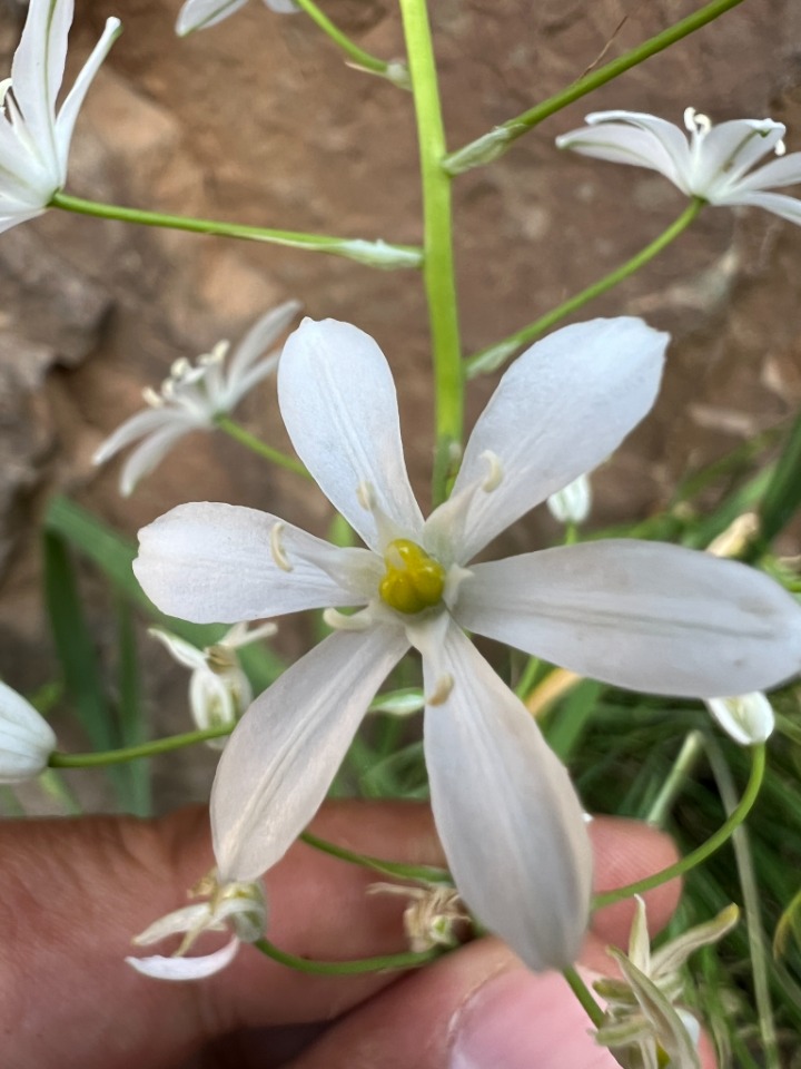 Ornithogalum arcuatum