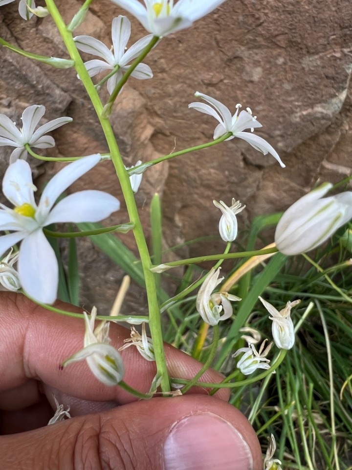 Ornithogalum arcuatum