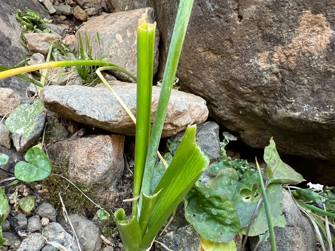 Ornithogalum arcuatum