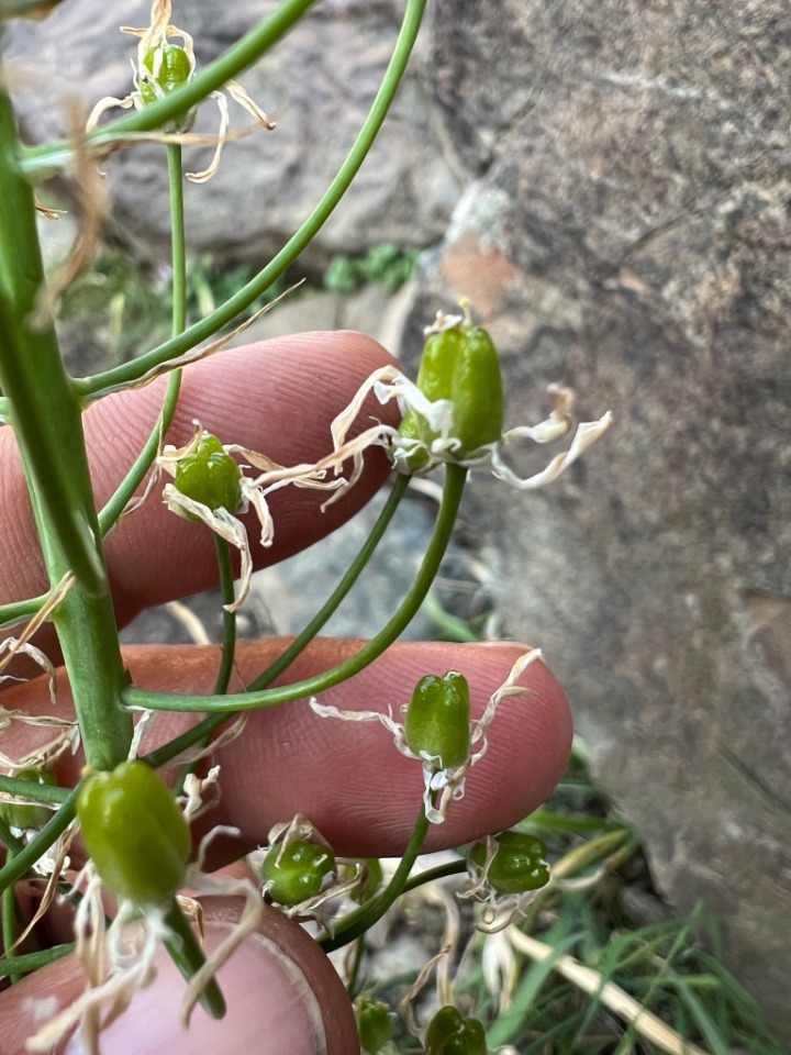 Ornithogalum arcuatum