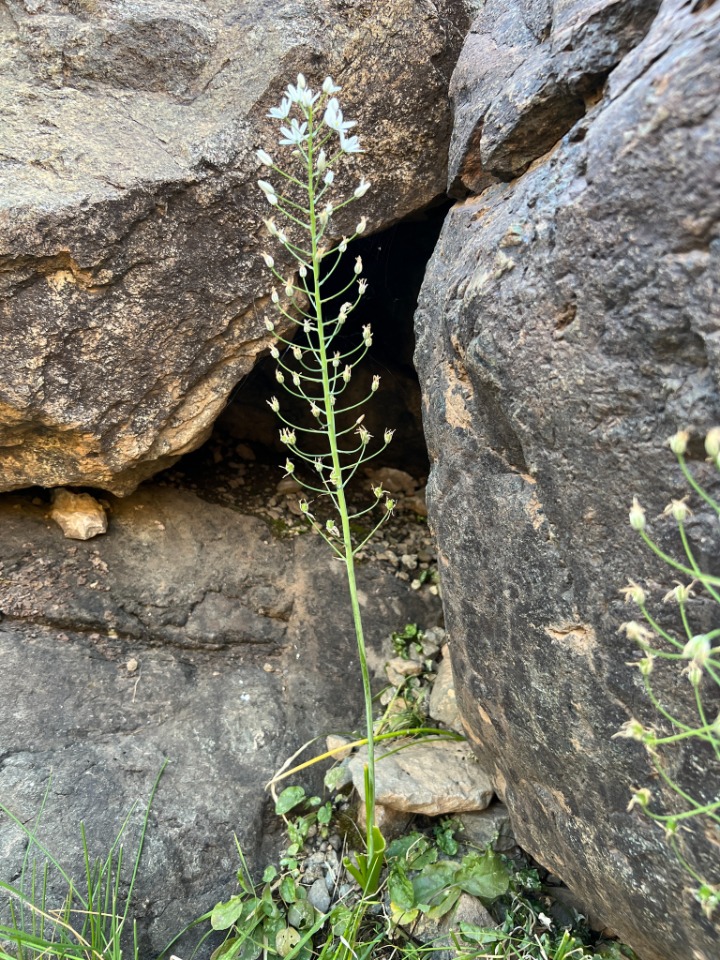 Ornithogalum arcuatum