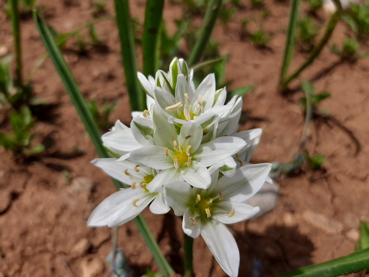 Ornithogalum luschanii