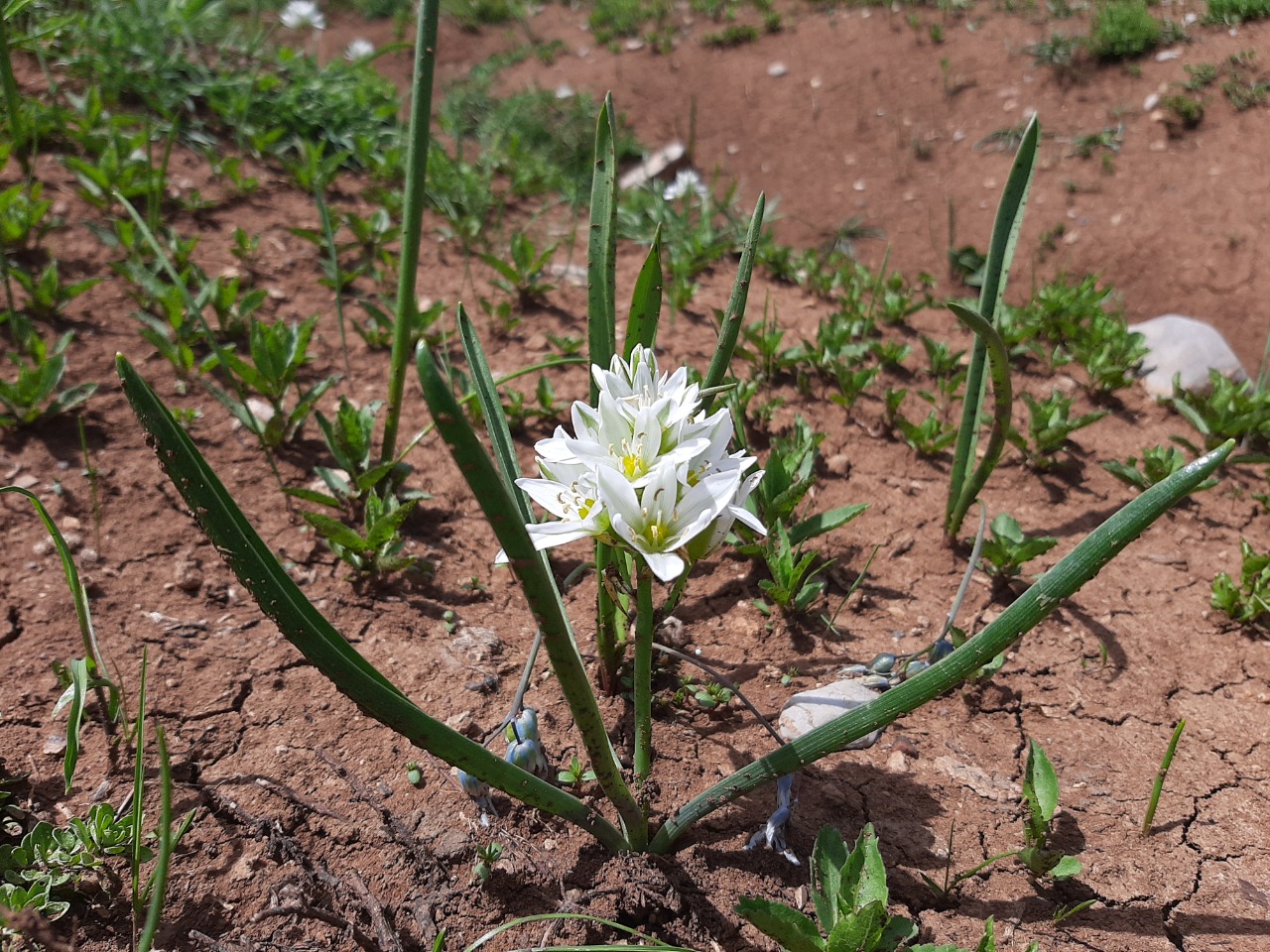 Ornithogalum luschanii