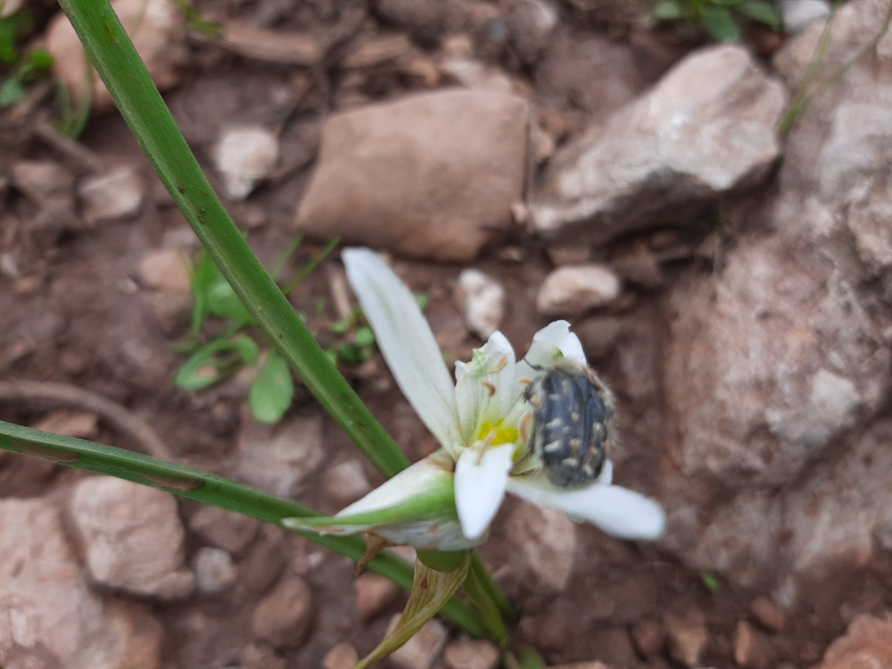 Ornithogalum oligophyllum