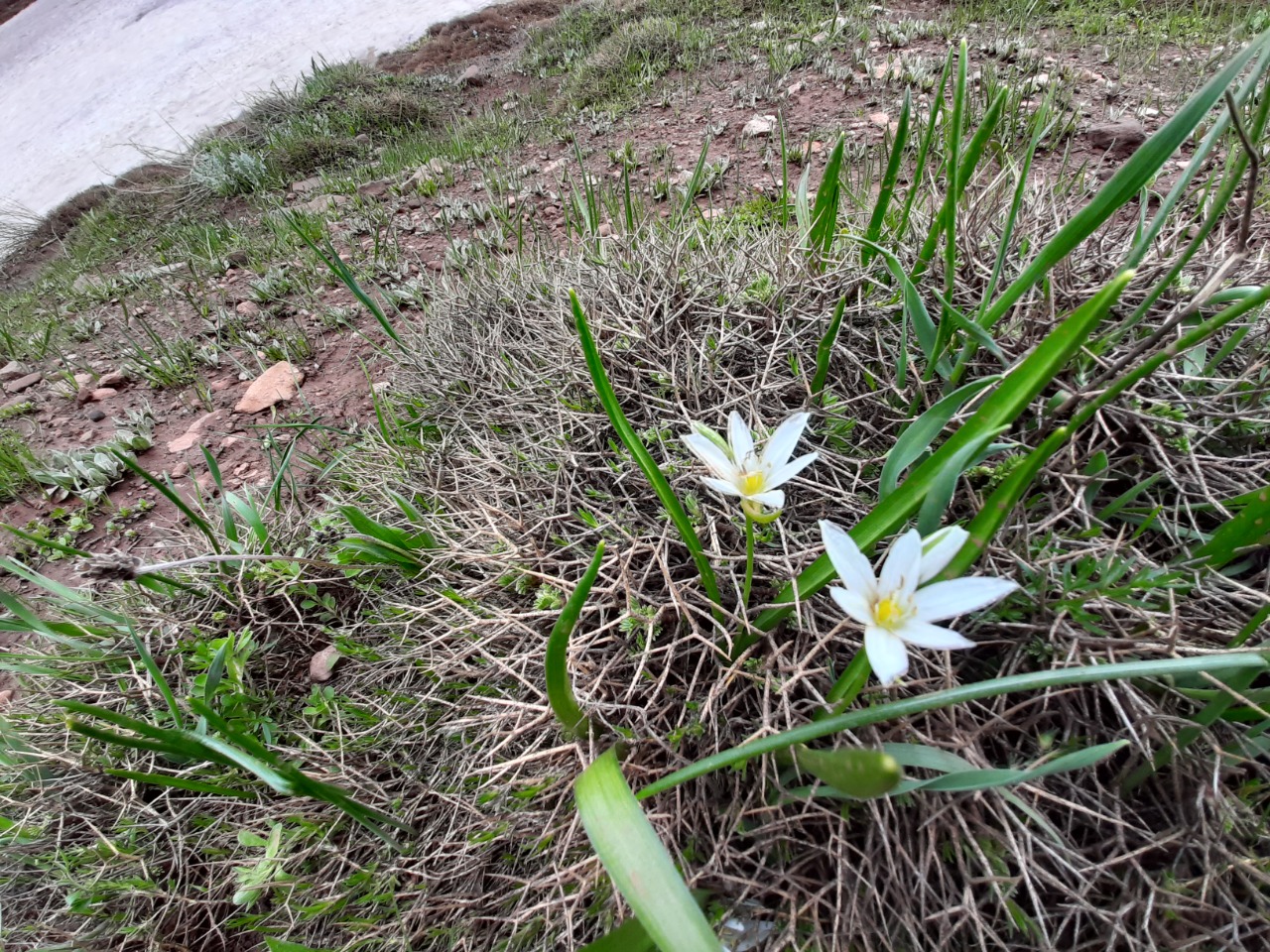 Ornithogalum oligophyllum