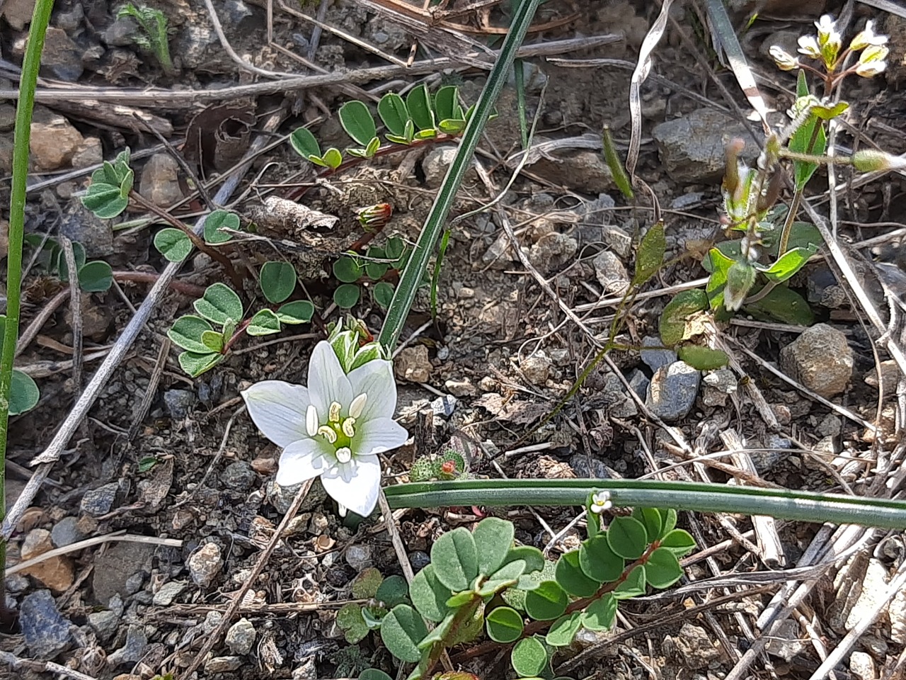 Ornithogalum oligophyllum