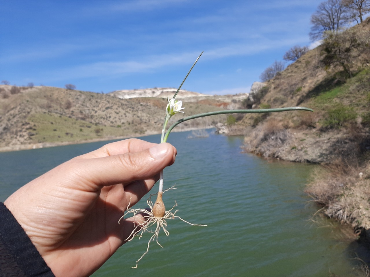 Ornithogalum oligophyllum