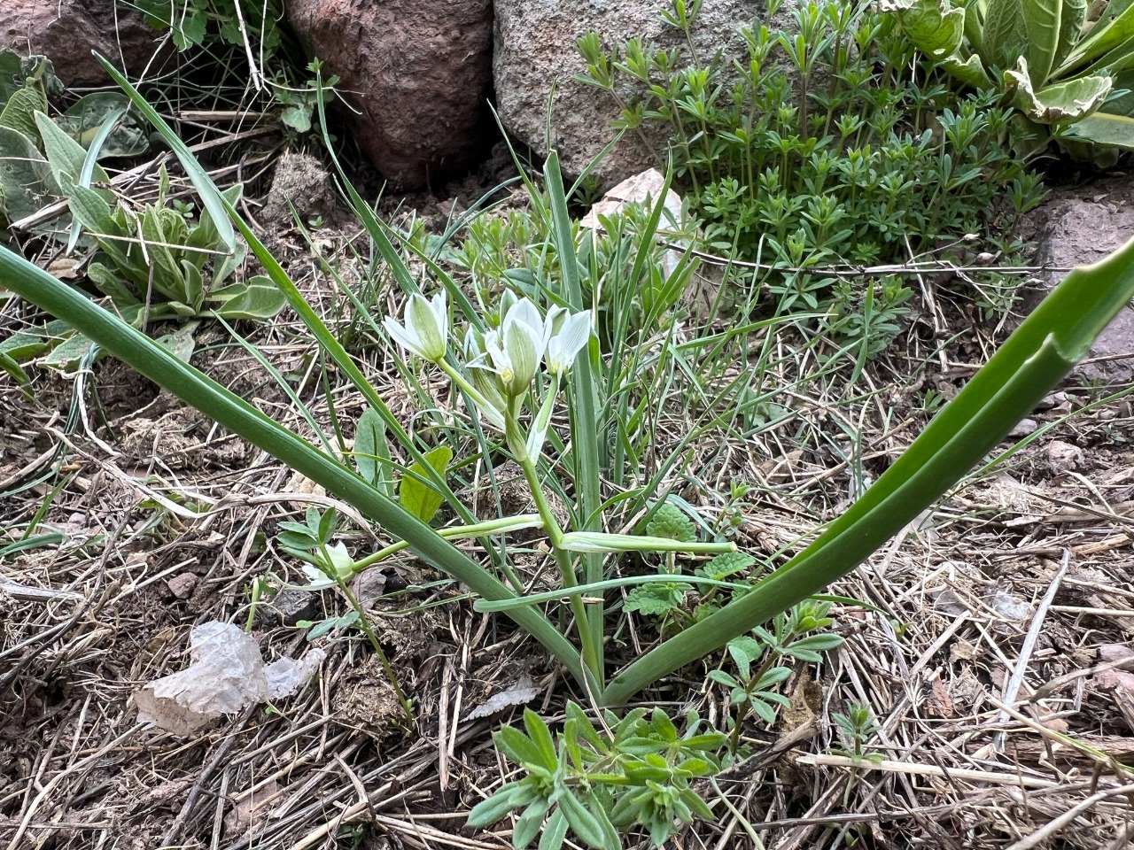 Ornithogalum oligophyllum