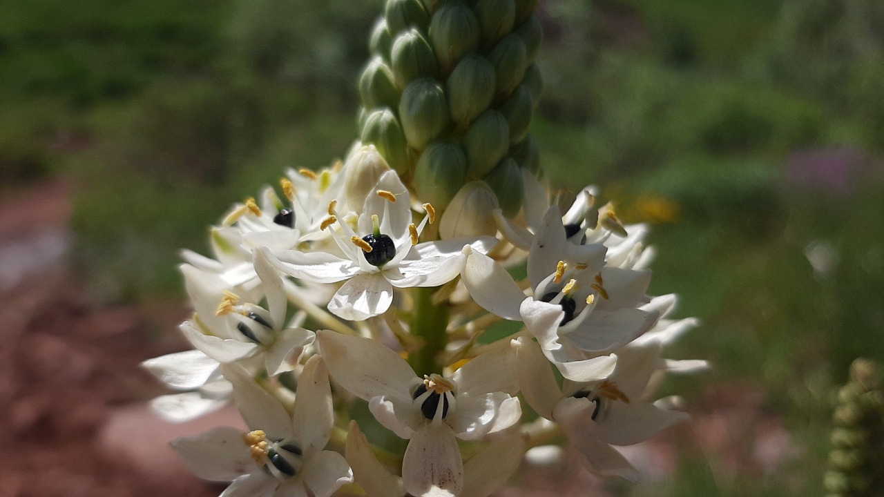 Ornithogalum persicum